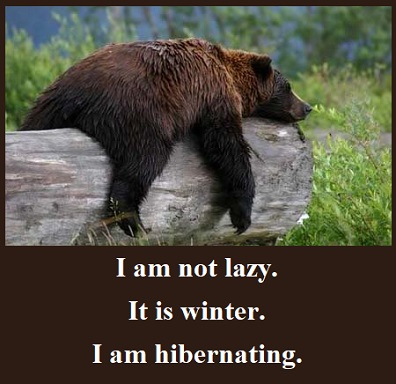 funny hibernating bear